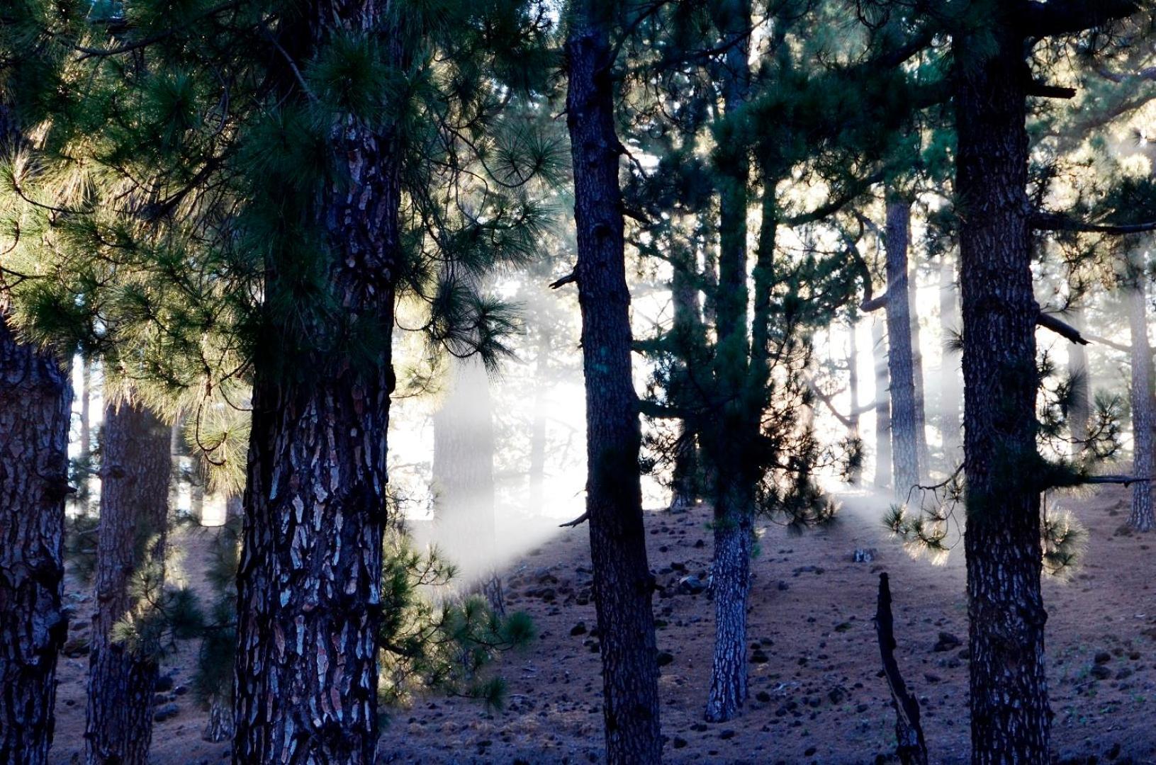 Casa Finca Avocado Los Llanos De Aridane Dış mekan fotoğraf