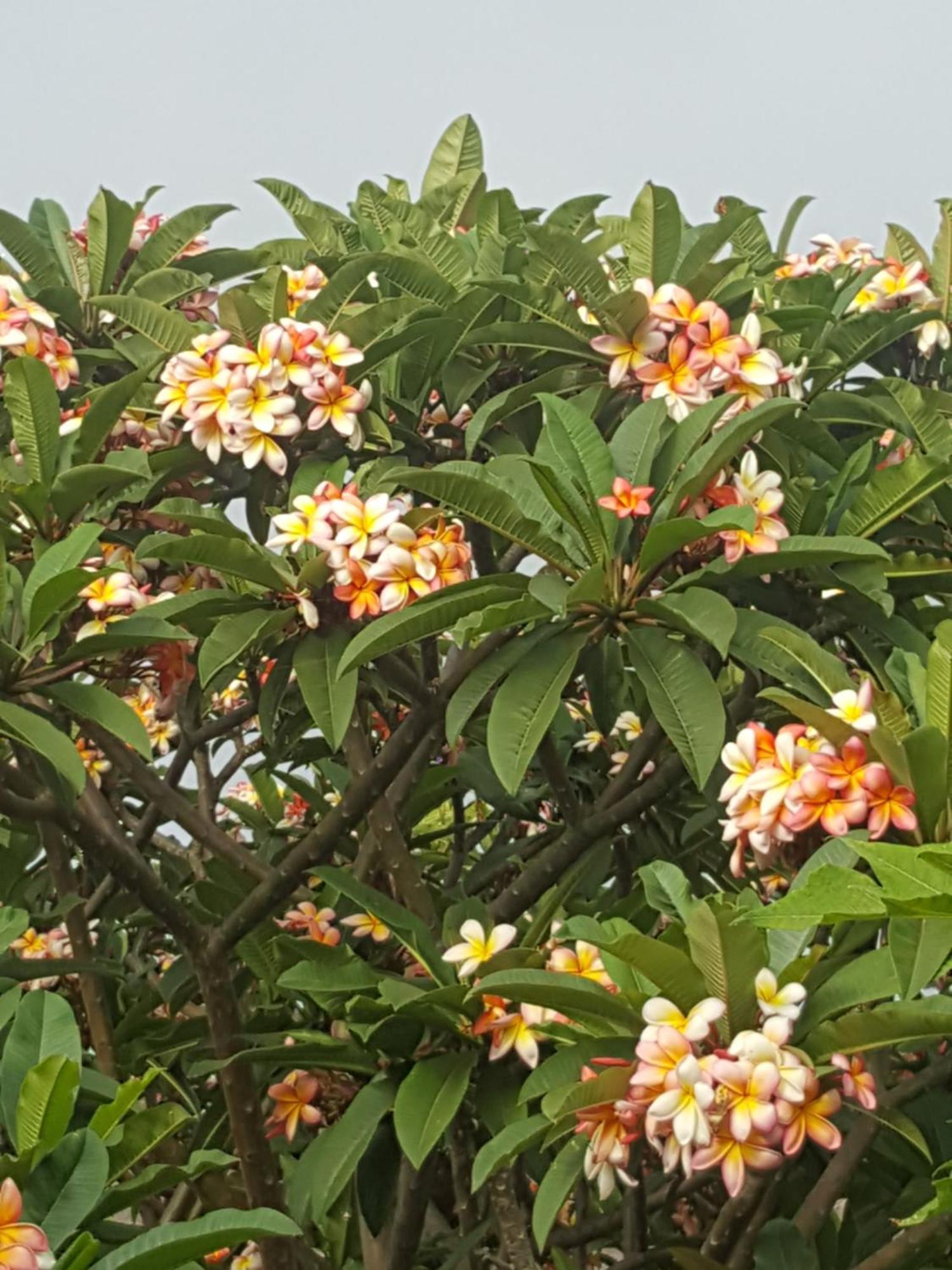 Casa Finca Avocado Los Llanos De Aridane Dış mekan fotoğraf